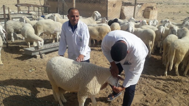 مربو الاغنام بالبليدة مطالبون بتلقيح مواشيهم ضد الجذري 