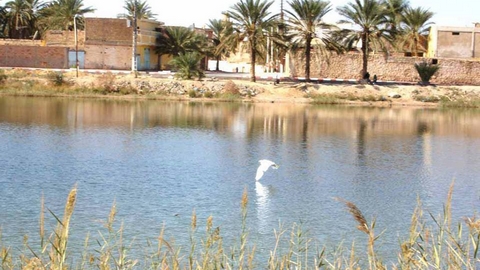 جانت..  إحصاء نحو 320 طائر معشش في المناطق الرطبة بالولاية