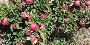 خنشلة.. توقع إنتاج 1.6مليون قنطار من التفاح