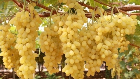 الطارف.. توقع إنتاج قرابة 113 ألف قنطار من العنب