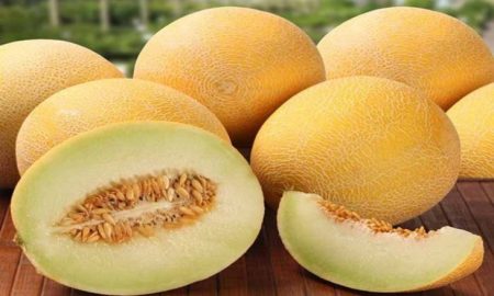 صحتنا في غذائنا.. فوائد البطيخ الأصفر “الكانتالو”