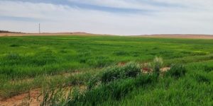 توقرت.. إنجاز أكثر من 50 كلم من المسالك الفلاحية  الجديدة