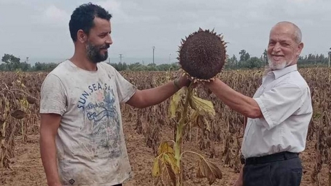 البليدة.. نتائج مشجعة في أول تجربة لإنتاج عباد الشمس