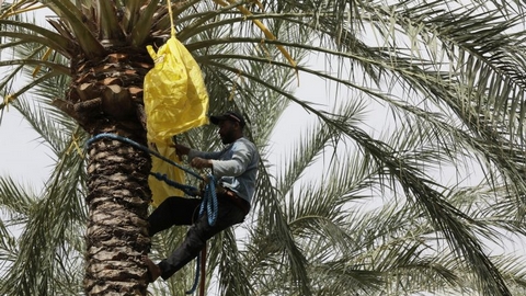 النعامة: توقع جني نحو 10500 قنطار من التمور