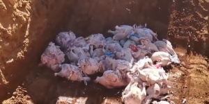 الجزائر العاصمة: اكتشاف مذبح سري للدواجن بالسحاولة