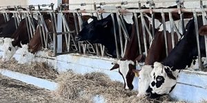 الجزائر وأمريكا: تبادل الخبرات في علم وراثة الأبقار