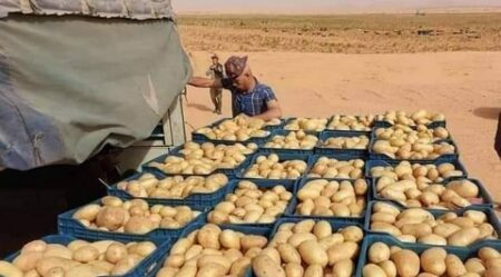 تبسة.. الفلاحيون يكسبون تحدي إٌنتاج البطاطس 