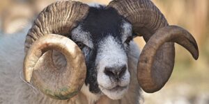 مشروعية الأضحية.. الاقتراض لشراء الأضحية