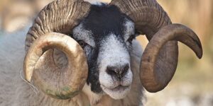 أحكام الأضحية.. أصناف الأضحية