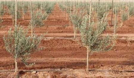 النعامة.. الشروع في غرس أكثر من 600 هكتار من شجيرات الزيتون