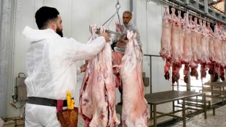 باتنة.. تسخير 9 مذابح عمومية وخاصة و87 بيطريا تحسبا لعيد الأضحى