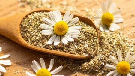 زهرة البابونج.. لضمان الفوائد الصحية والجمالية