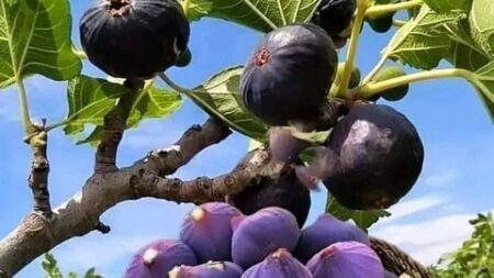 الفاو : الجزائر الثالثة عالميا في انتاج التين