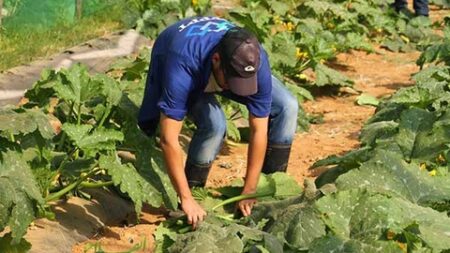جانت.. الإستثمار في الفلاحة يستقطب الشباب