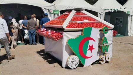 والي الطارف: “نتوقع إنتاج 4.5 ملايين قنطار من الطماطم هذا الموسم”