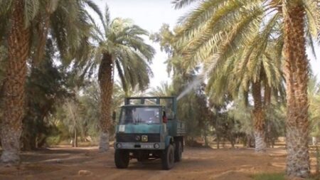 تيميمون.. آفة البوفروة تهدد حقول النخيل