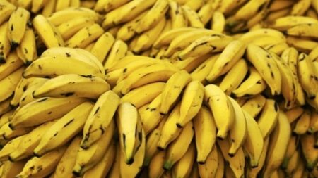 مطبخك الصحي.. الموز غذاء الرياضيين
