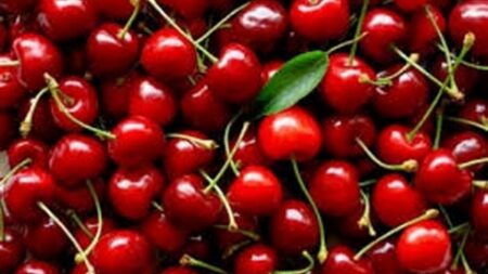 مطبخك الصحي.. الكرز بين حلاوة المذاق والأهمية الغذائية