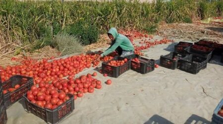 وسط توقعات إنتاج 2.5 مليون قنطار منها.. هل ستتحول وادي سوف إلى قطب لانتاج الطماطم