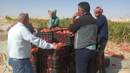 الوادي.. نحو إنتاج أكثر من 5 ملايين قنطار من الطماطم الحقلية