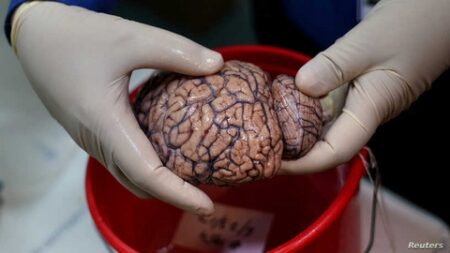 50 مليون اتصال بين الخلايا لإدارة جسم الانسان.. علماء ينجحون في التوصل إلى تفكيك أسرار الدماغ