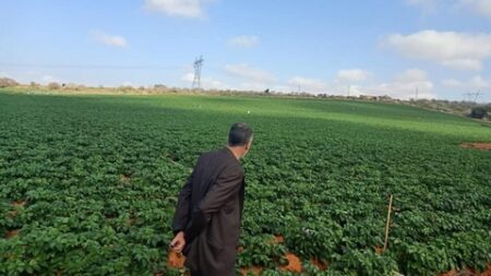 مستغانم.. الفلاحون يكسبون رهان إنتاج مليون قنطار من المحاصيل المحمية
