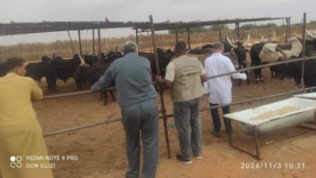 الجزائر تستلم دفعة جديدة من الماشية الحية قادمة من جمهورية النيجر