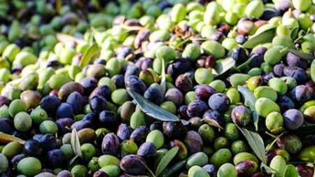 باتنة.. هل ستتحول إلى قطب لإنتاج الزيتون؟