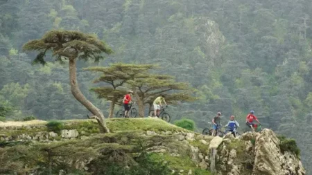 حرائق الغابات في سنة 2024 تسجل أحد أدنى المستويات منذ الإستقلال