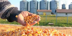 الجزائر تطرح مناقصة دولية لشراء 240 ألف طن من الذرة العلفية