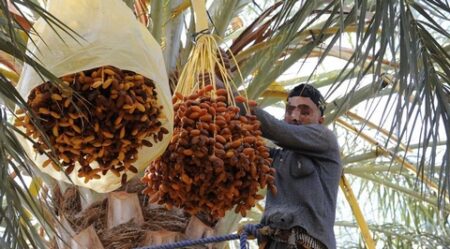 ورقلة : تحقيق أزيد من 920 ألف قنطار من التمور   