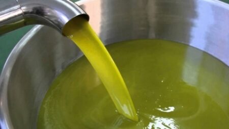 باتنة.. قفزة نوعية في إنتاج زيت الزيتون