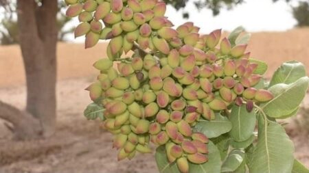 خبراء يطالبون بتطوير زراعة الفستق في الجزائر