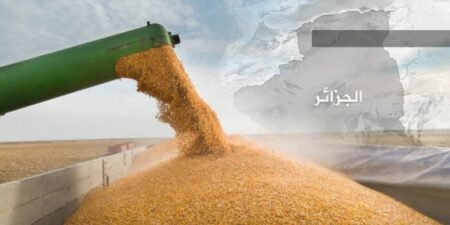الجزائر تعزز احتياطاتها الغذائية عبر صفقات قمح صلب استراتيجية