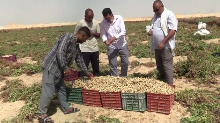 هل ستتحول غرداية إلى قطب لانتاج الفول السوداني