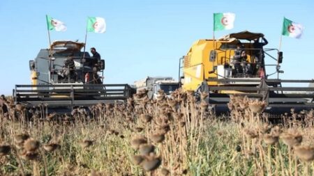 عين الدفلى.. رهان على إنجاح شعبة الزراعات الزيتية والبقول الجافة