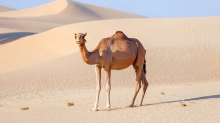 العلم والإيمان.. فوائد ألبان الإبل