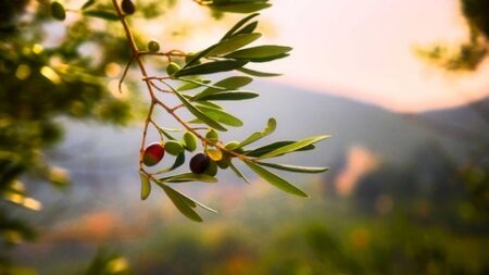 العلم والإيمان.. تَنْبُتُ بِالدُّهْنِ وَصِبْغٍ لِلْآَكِلِينَ