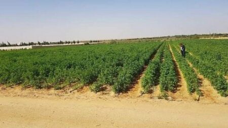 فلاحو النعامة يستفيدون من توزيع 34 ألف هكتار 