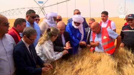 إيليزي.. نحو زراعة أزيد من 500 هكتار من الحبوب