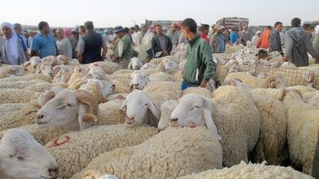 نائب رئيس فيدرالية تربية المواشي بلقاسم مزروع لـ”الموعد اليومي”: غلق بعض أسواق المواشي إجراء احترازي