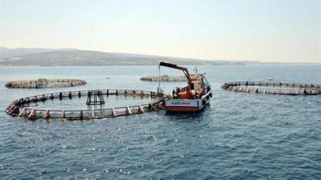 بومرداس.. مشاريع بالجملة في مجال تربية المائيات