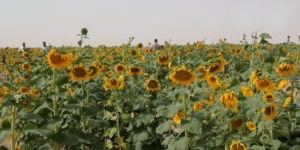 استهداف زراعة دوار الشمس على مساحة 530 هكتارا بميلة