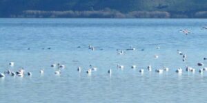 تلمسان.. إحصاء أزيد من ألفي طير بالمنطقة الرطبة المصنفة “ضاية الفرد”