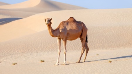 قصة ناقة صالح عليه السلام