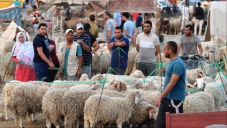 ديوان الإفتاء التونسي يصدر بيانا حول إلغاء شعيرة الأضحية