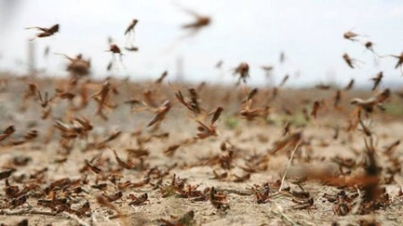 غرداية وبشار.. تفعيل جهاز اليقظة ومراقبة الجراد