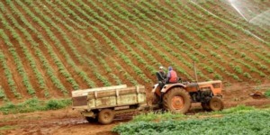 باتنة.. إجتماع لتقييم قطاعي الفلاحة والغابات