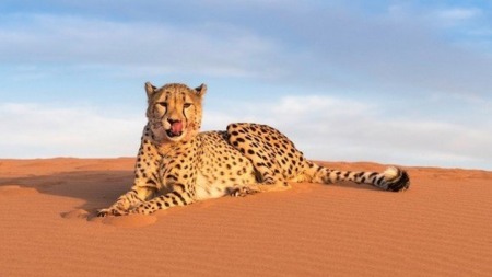 الفهد الصحراوي أماياس يظهر بحظيرة الأهقار بتمنراست