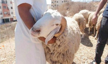 منظمة حماية المستهلك تدعو إلى عدم الفوضى في أسواق أضاحي العيد المستوردة